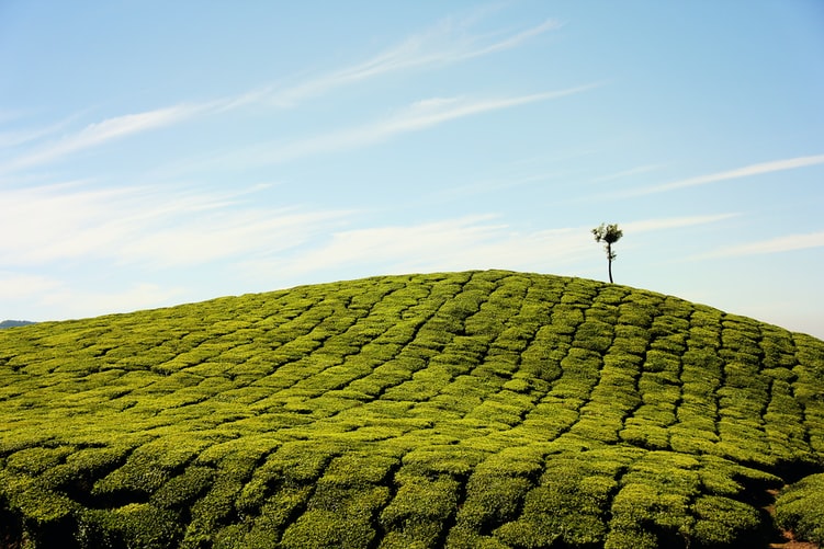 Summer holidays, Munnar